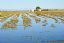 El Delta del Ebro
Inundando los Arrozales
Tarragona