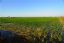 El Delta del Ebro
Los Arrozales del Delta
Tarragona