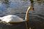 Cerdanya
Cisne en el Lago 
Gerona