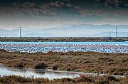 Parque Natural   Delta del Ebro, El Delta del Ebro, España