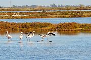 Parque Natural Delta del Ebro, El Delta del Ebro, España