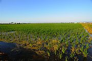 Delta del Ebro, El Delta del Ebro, España