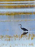  Parque Natural Delta del Ebro, El Delta del Ebro, España