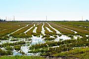 Delta del Ebro, El Delta del Ebro, España