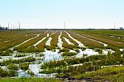 Delta del Ebro, El Delta del Ebro, España