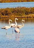 Parque Natural Delta del Ebro, El Delta del Ebro, España