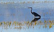  Parque Natural Delta del Ebro, El Delta del Ebro, España