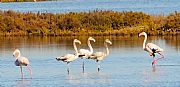 Parque Natural Delta del Ebro, El Delta del Ebro, España