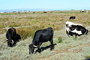 Delta del Ebro, El Delta del Ebro, España