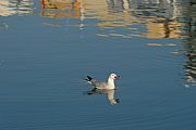 L Ampolla, El Delta del Ebro, España