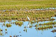 Delta del Ebro, El Delta del Ebro, España