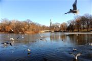 Central Park, Nueva York, Estados Unidos