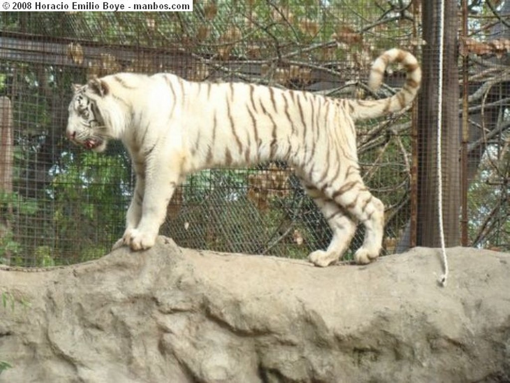 Buenos Aires
Tigre Albino
Buenos Aires