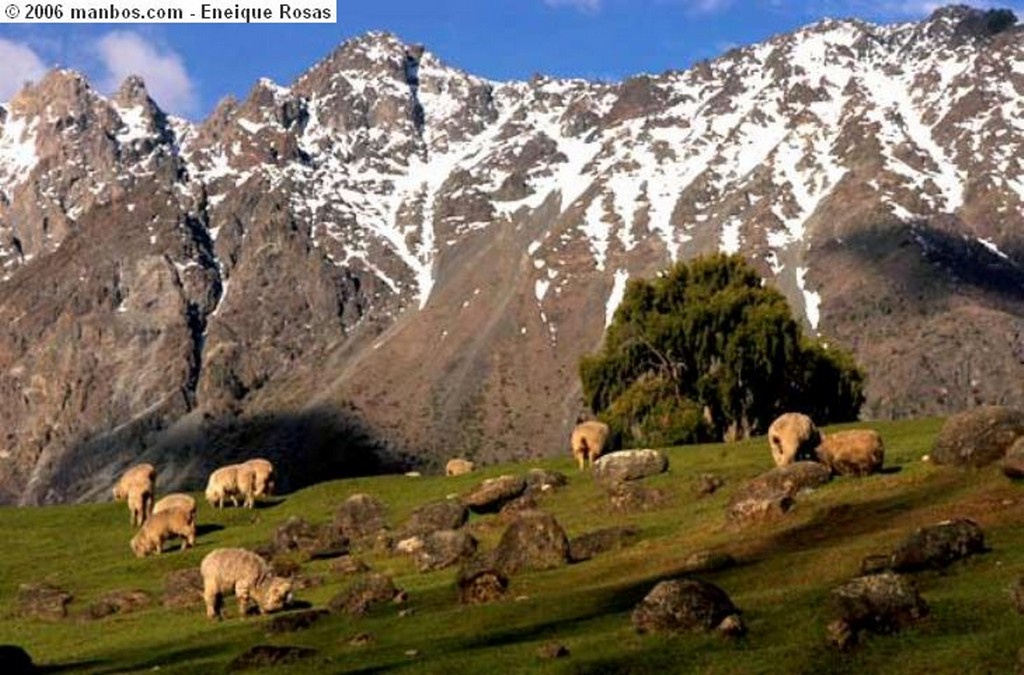 San Martin
 lengas nevadas
San Martin