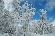 Camara canon
 lengas nevadas
Enrique Rosas
SAN MARTIN
Foto: 9728
