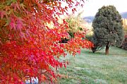 Camara Canon
otoño en el sur
Enrique Rosas
VALDIVIA
Foto: 9722