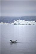 Camara Canon EOS-1Ds Mark III
Icefjord
Groenlandia
ICEFJORD
Foto: 29231