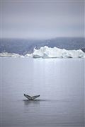 Icefjord, Icefjord, Groenlandia