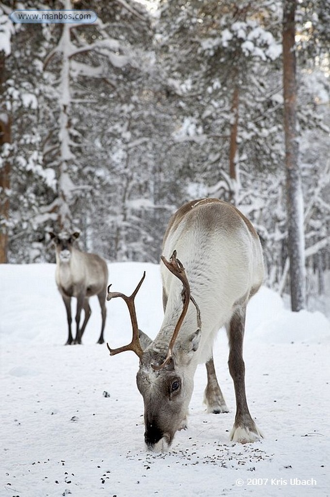 Laponia
Familia Sami al norte de Inari. Viven por y para los renos
Laponia