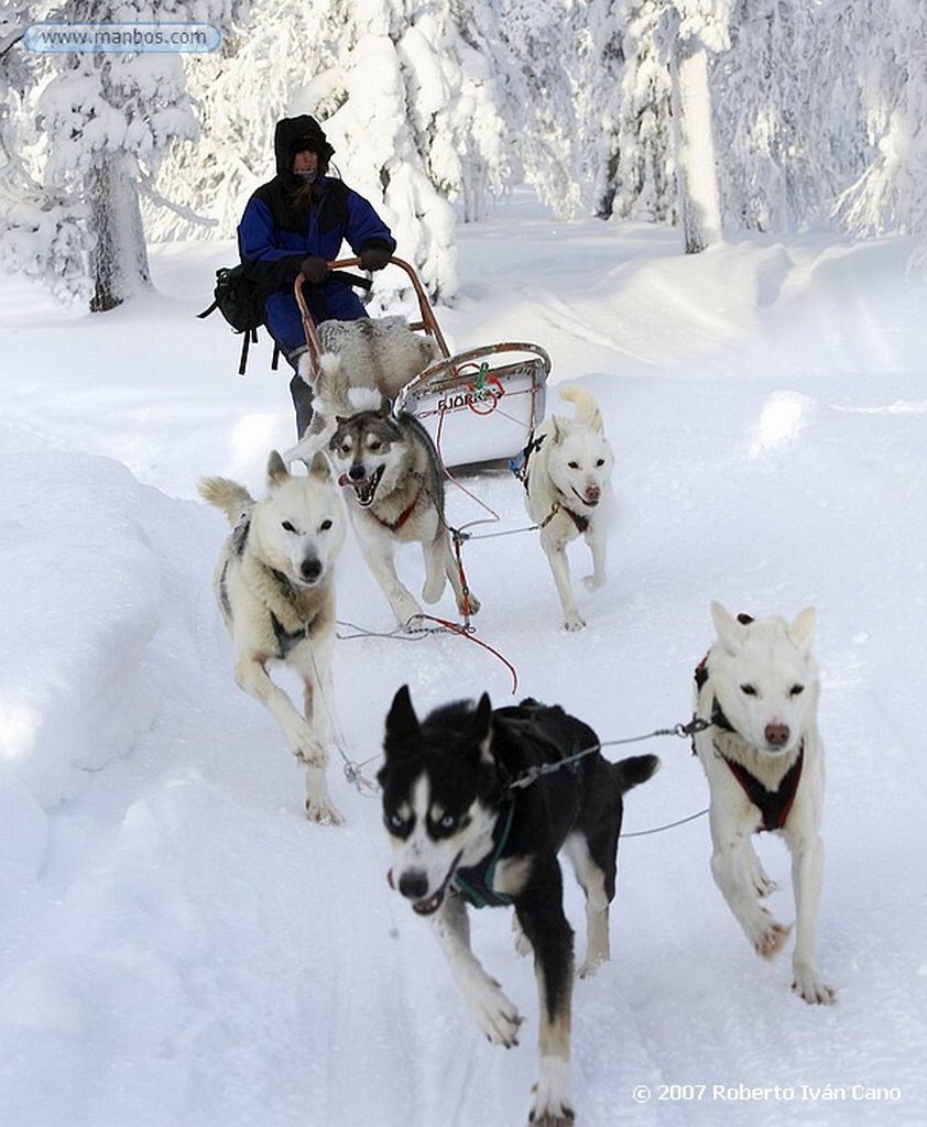 Laponia
Entorno nevado y final de la excusión de huskies
Laponia