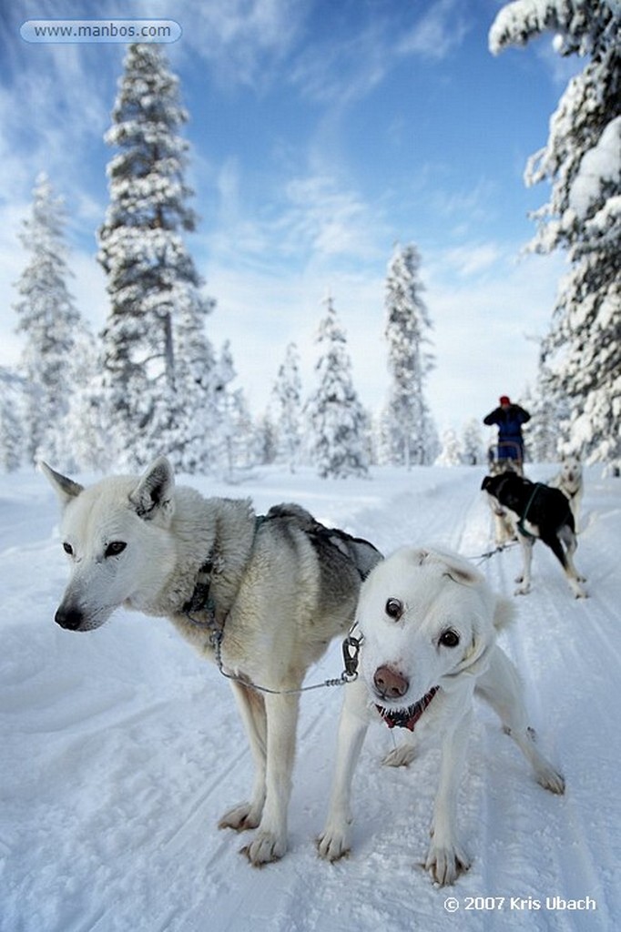 Laponia
Entorno nevado y final de la excusión de huskies
Laponia