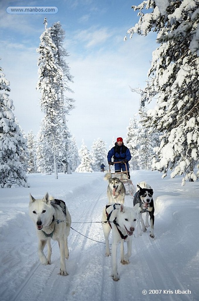 Laponia
Entorno nevado y final de la excusión de huskies
Laponia