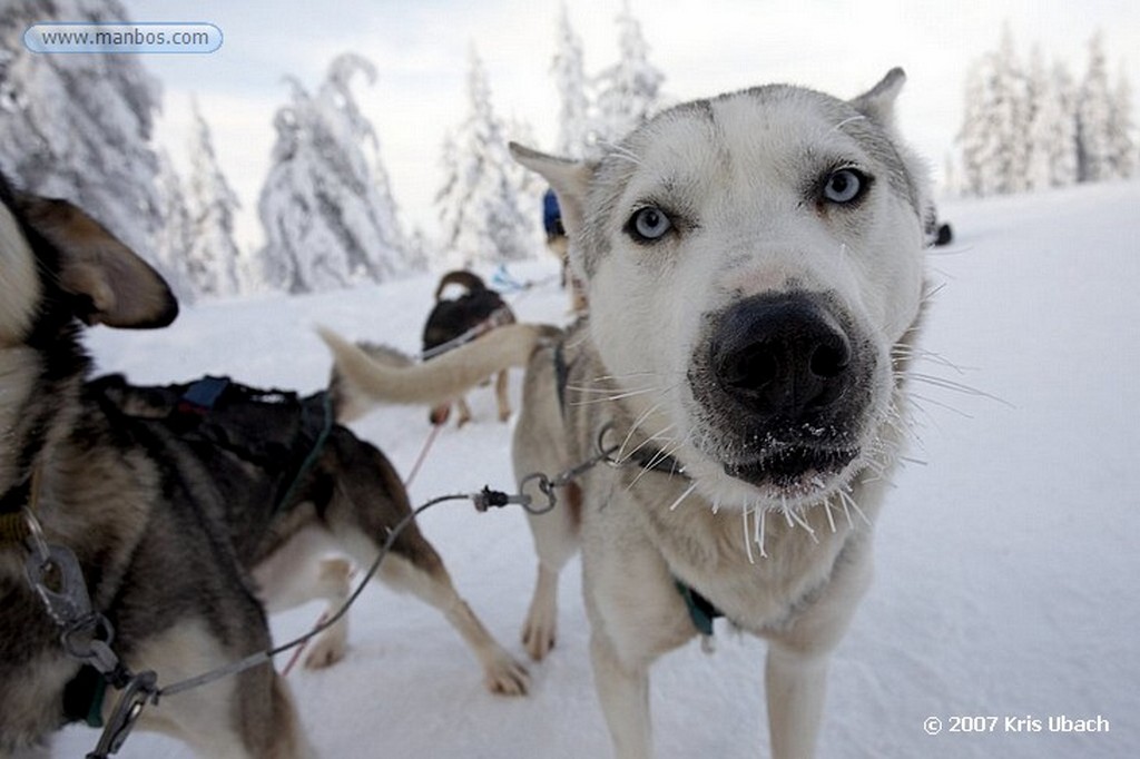 Laponia
Entorno nevado y final de la excusión de huskies
Laponia