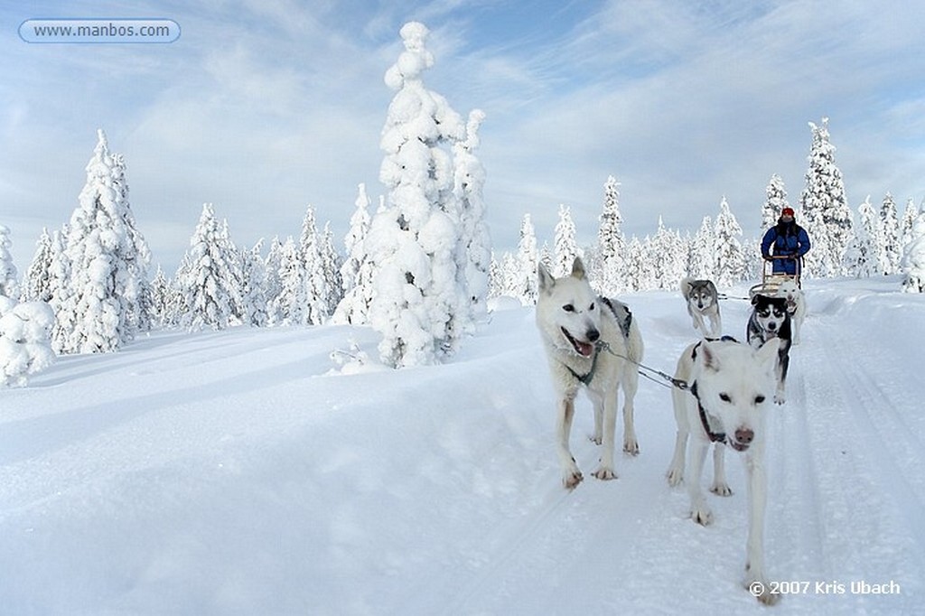 Laponia
Perros husky tiran de trineos
Laponia