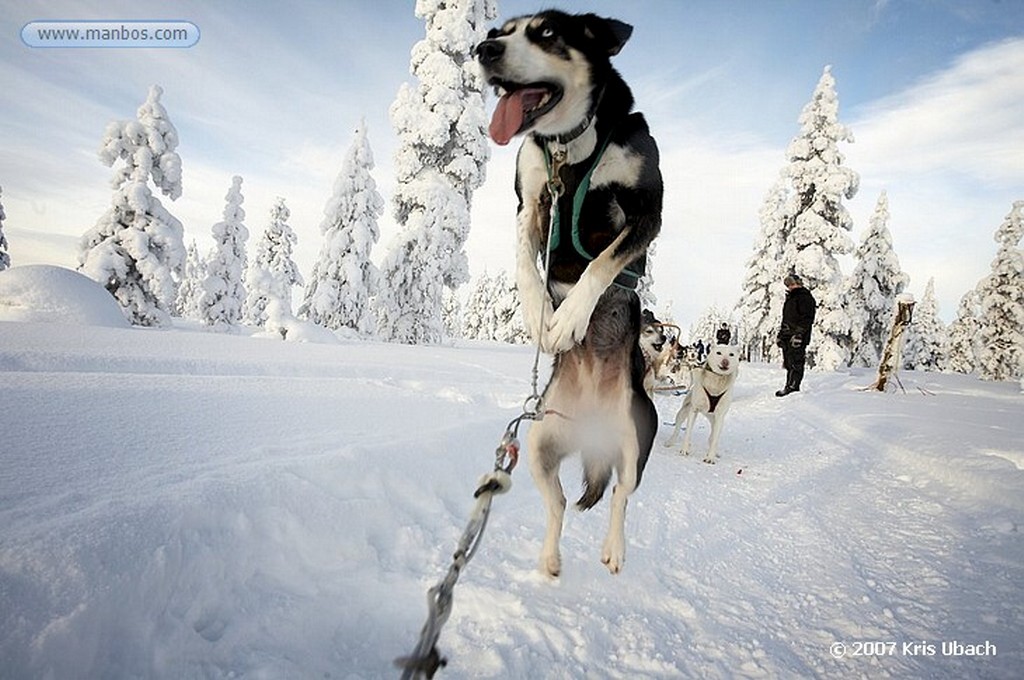 Laponia
Perros husky tiran de trineos
Laponia