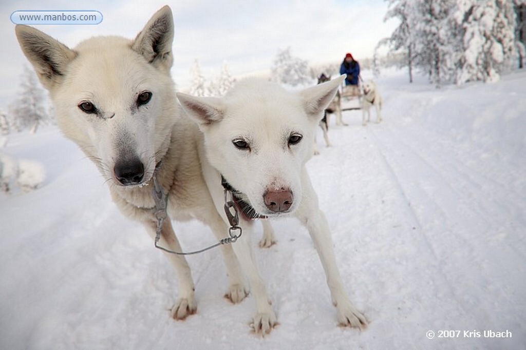 Laponia
Perros husky tiran de trineos
Laponia