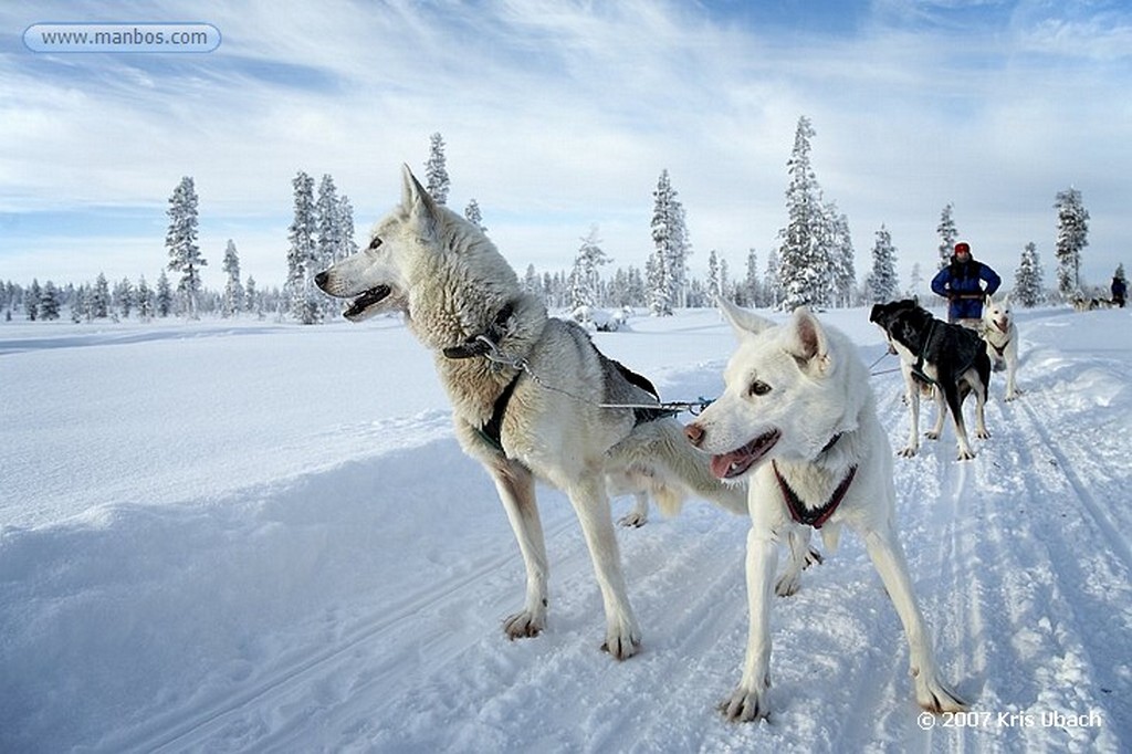 Laponia
Perros husky tiran de trineos
Laponia