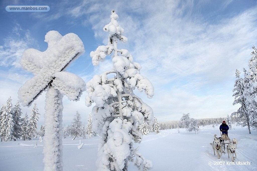 Laponia
Bosques nevados de Laponia
Laponia