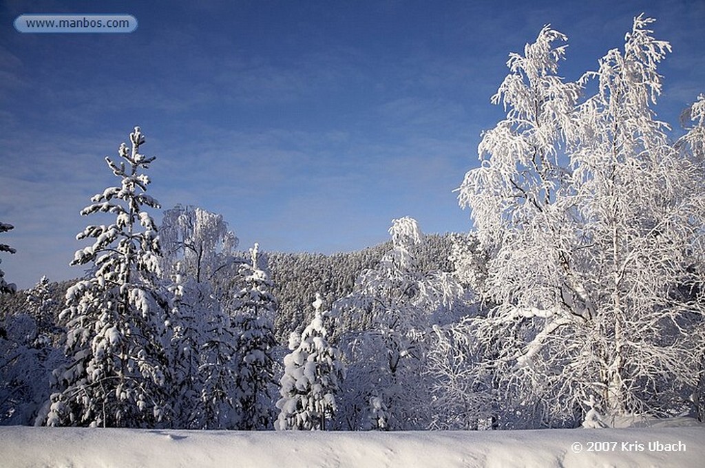 Laponia
Bosques nevados de Laponia
Laponia