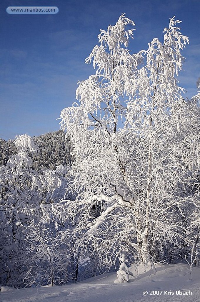 Laponia
Bosques nevados de Laponia
Laponia