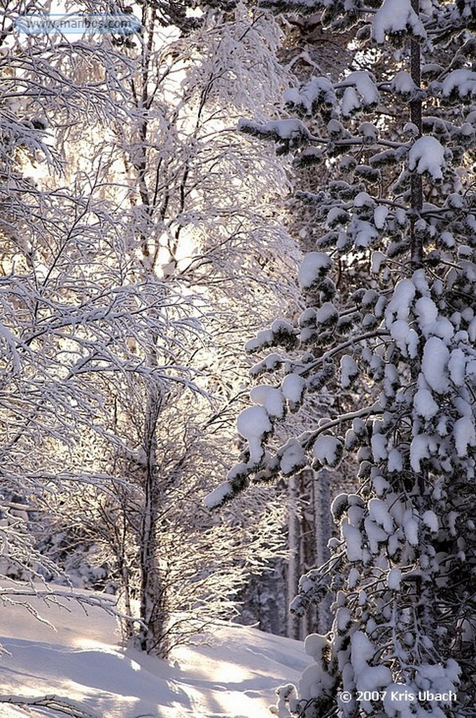 Laponia
Bosques nevados de Laponia
Laponia