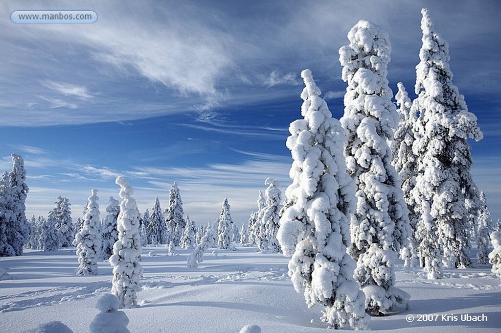 Laponia
Bosques nevados de Laponia
Laponia