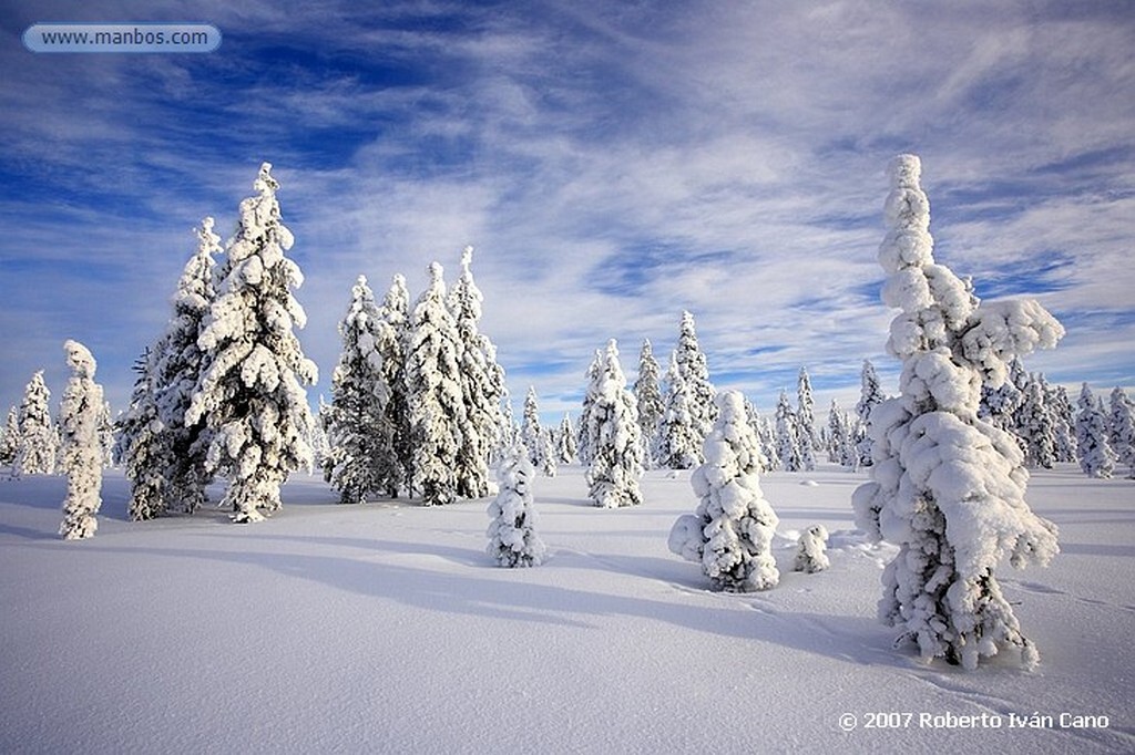 Laponia
Bosques nevados de Laponia
Laponia