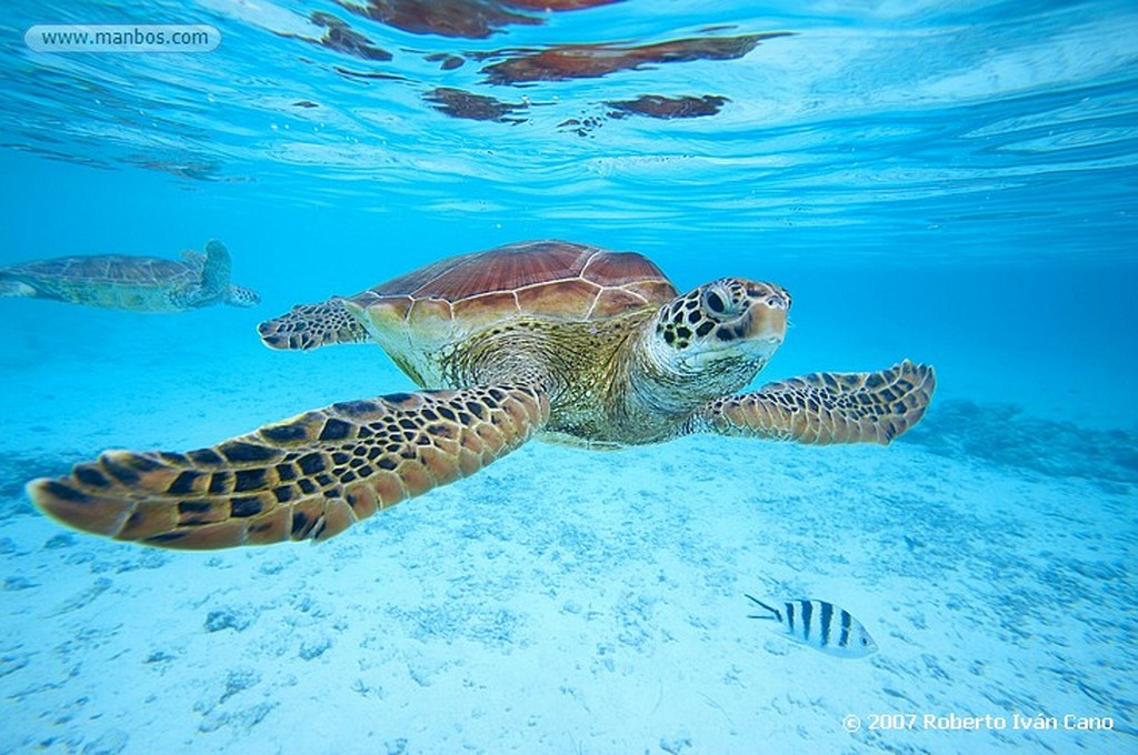 Bora Bora
Polinesia Francesa