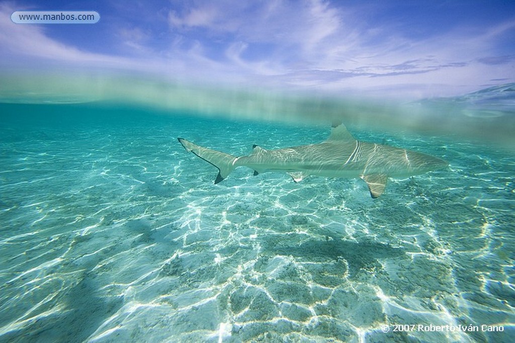 Bora Bora
Polinesia Francesa