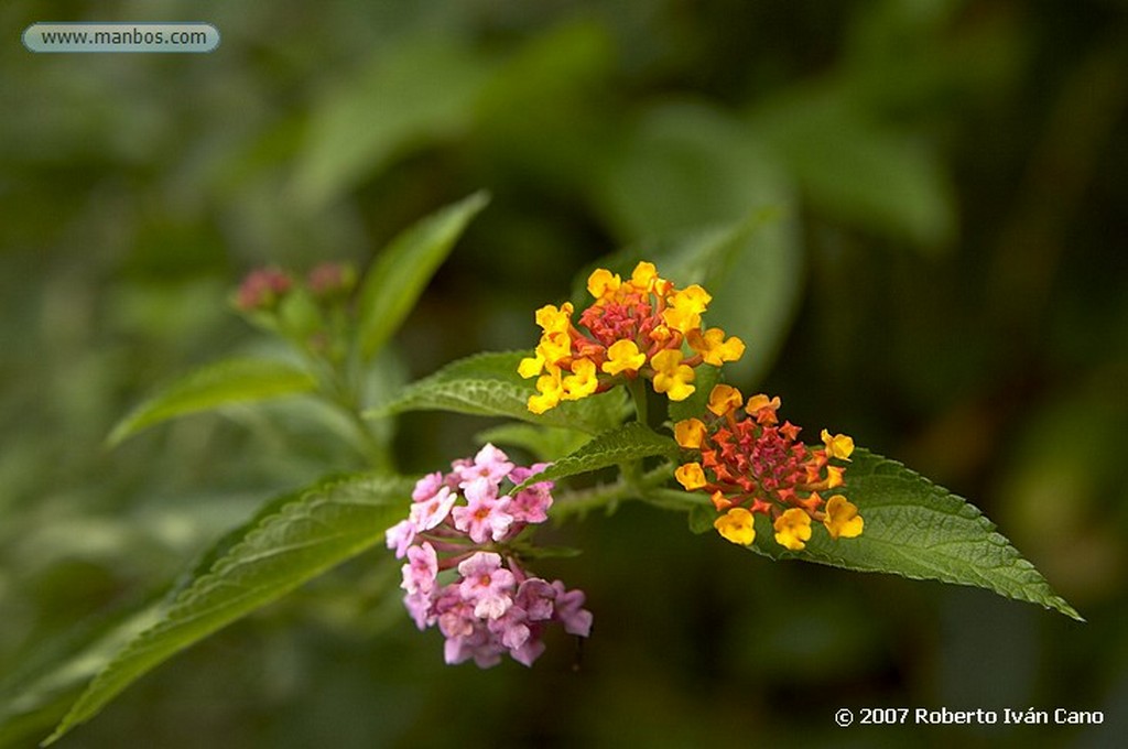 Tahiti
Polinesia Francesa