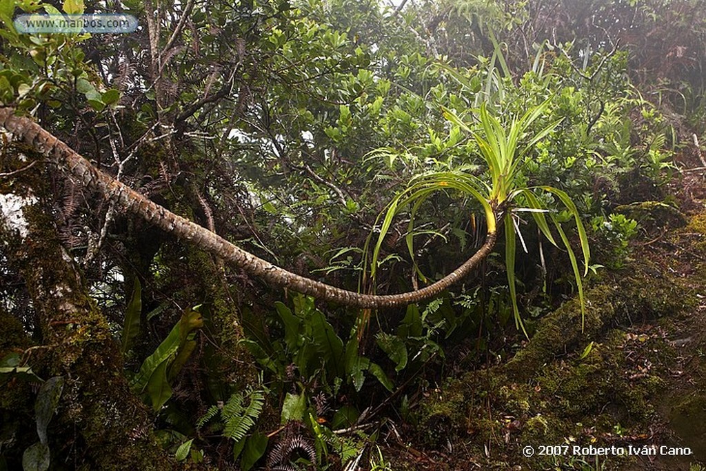 Tahiti
Polinesia Francesa