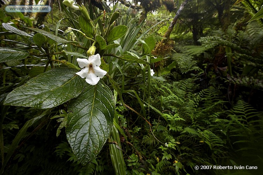 Tahiti
Polinesia Francesa