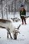 Laponia
Familia Sami al norte de Inari. Viven por y para los renos
Laponia