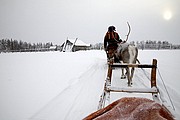 Trineos de renos, Laponia, Finlandia