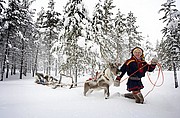 Trineos de renos, Laponia, Finlandia