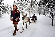 Trineos de renos, Laponia, Finlandia