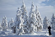 Objetivo 70 to 200
Entorno nevado y final de la excusión de huskies
Finlandia
LAPONIA
Foto: 11884