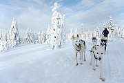 Trineos de perros husky, Laponia, Finlandia