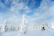 Trineos de perros husky, Laponia, Finlandia