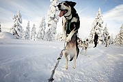 Trineos de perros husky, Laponia, Finlandia